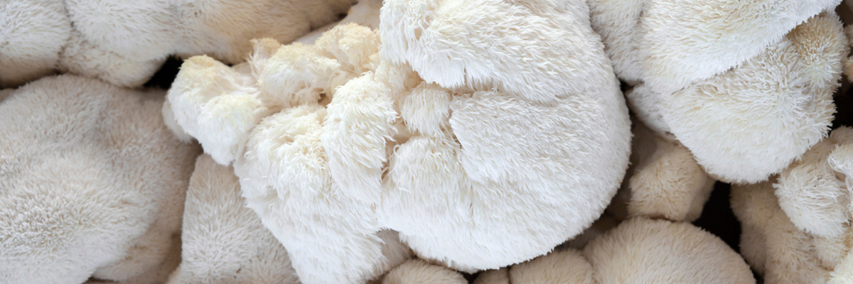Alles over Lion’s Mane