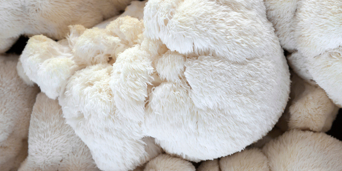 foto van lion's mane paddenstoel