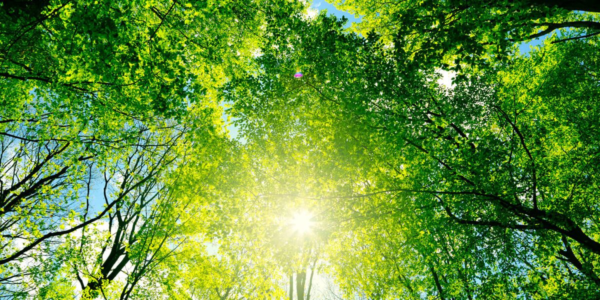 foto van zon en bomen