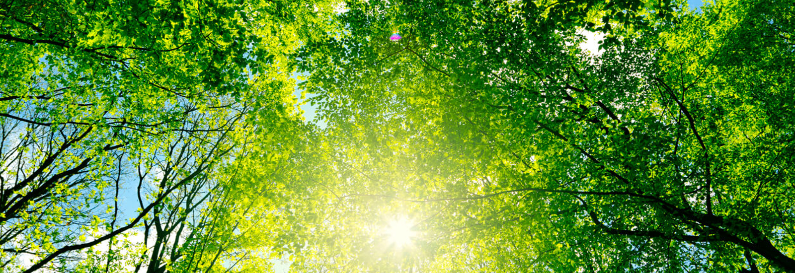 Afbeelding van foto van zon en bomen