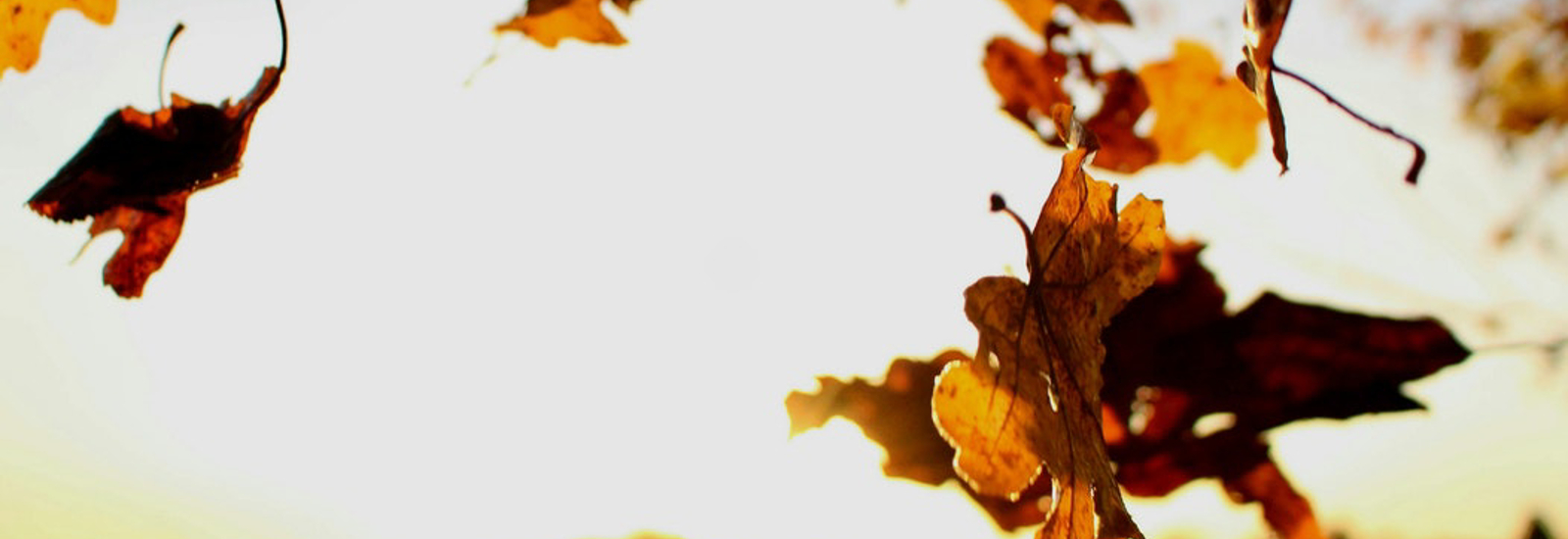 Afbeelding van foto van zon en bladeren