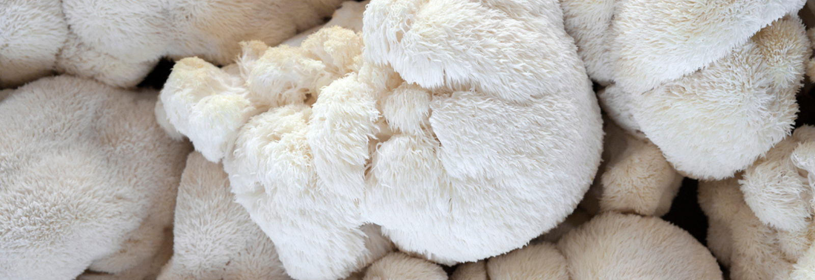 foto van lion's mane paddenstoel