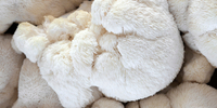 Alles over Lion’s Mane