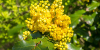 Wat is berberine? Alles wat je moet weten over dit natuurlijke supplement