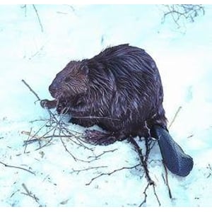 Animal Essences Beaver (bever) Animal Essences Beaver (bever) afbeelding