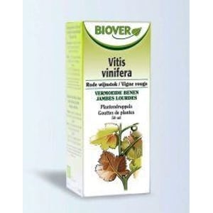 Biover Vitis vinifera afbeelding
