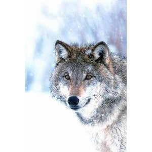 Animal Essences Wolf Animal Essences Wolf afbeelding