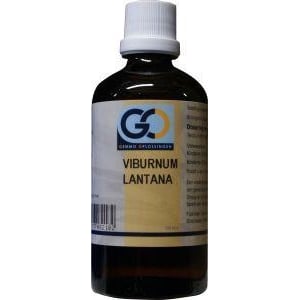GO Viburnum lantana afbeelding