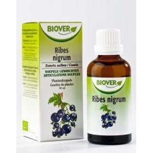 Biover Ribes nigrum afbeelding