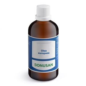 Bonusan Olea europea Bonusan Olea europea afbeelding
