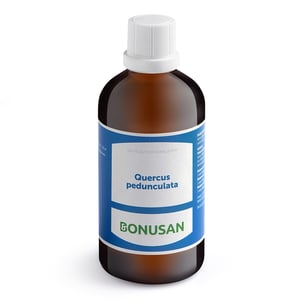 Bonusan Quercus pedunculata Bonusan Quercus pedunculata afbeelding