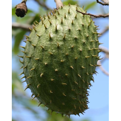 TS Products GRAVIOLA fruit image