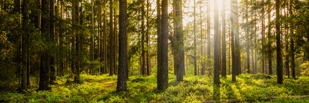 Image of Does light therapy help in the production of vitamin D?