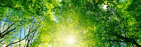 Afbeelding van Welke vorm van vitamine D wordt beter opgenomen?