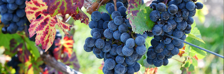 Afbeelding van Alles over resveratrol