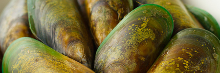 Image of All About Green-Lipped Mussel