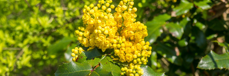 Afbeelding van Wat is berberine? Alles wat je moet weten over dit natuurlijke supplement
