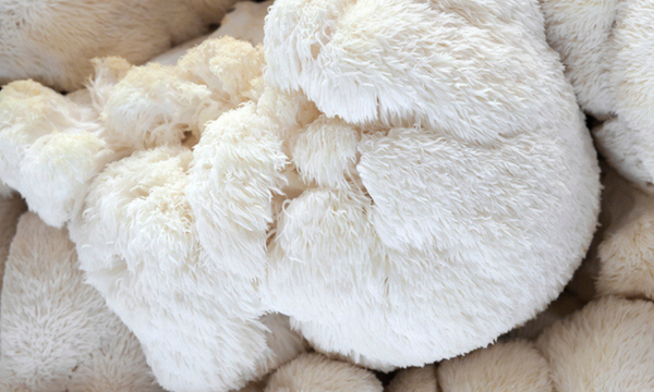 foto van lion's mane paddenstoel