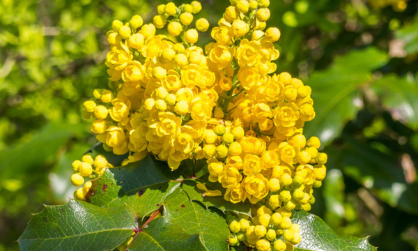 foto van gele plant berberine waar is het goed voor