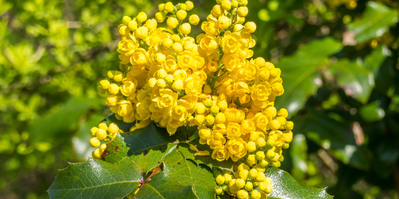 foto van gele plant berberine waar is het goed voor