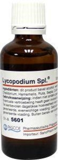 Pascoe Lycopodium similiaplex afbeelding
