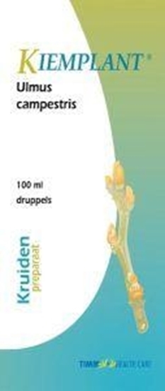 Kiemplant Kiemplant ulmus campestris afbeelding