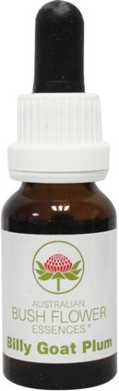 Australian Bush Billy goat plum afbeelding